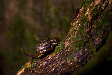 Naklejka premium Pseudophilautus - Shrub frog in natural habitat - Sinharaja rainforest, Sri Lanka