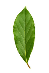 Fototapeta premium Fresh green bay leaf isolated on white background