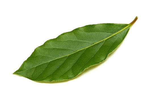 Fresh green bay leaf isolated on white background