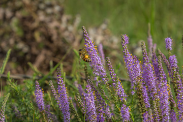 Bee and pollen in purple wild flowers