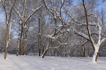 Trees in cold winter day and snow
