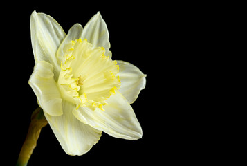 Naklejka na ściany i meble Pale yellow daffodil on black