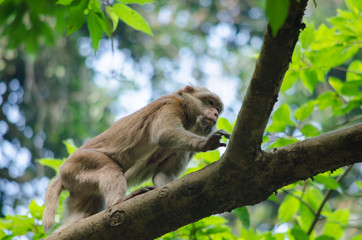 Assam macaque on the tree