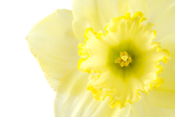 Close up pale yellow daffodil on a white background