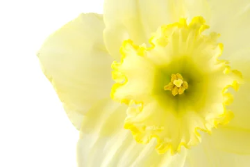 Wall murals Narcissus Close up pale yellow daffodil on a white background