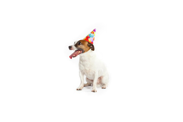 jack russell terrier birthday