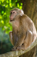 Naklejka na ściany i meble Assam macaque on the tree