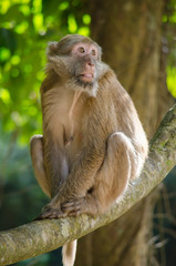 Naklejka na ściany i meble Assam macaque on the tree