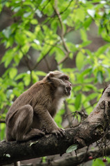 Assam macaque on the tree