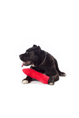 Fototapeta premium cane corso and pillow