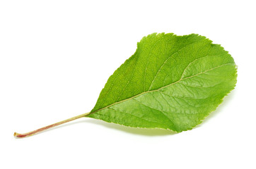 Fototapeta premium Apple tree leaf isolated on white background
