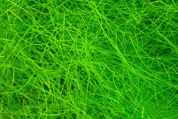 fresh green grass closeup