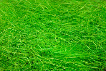 fresh green grass closeup