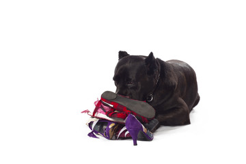 cane corso sniffing shoes