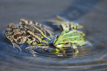 Green frogs in nature
