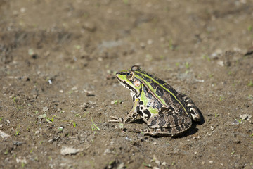 Green fron on ground