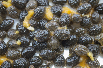 seed papaya,close up shot