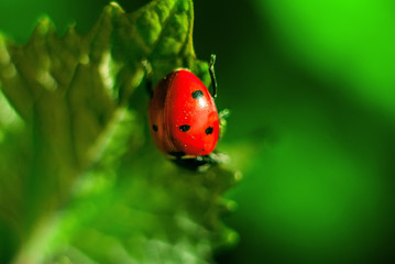 Ladybug in the grass