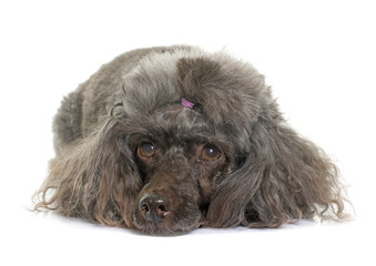 poodle in studio