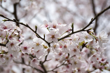 桜