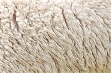 Wool from sheep closeup background