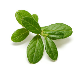 Cowberry branch isolated on white background