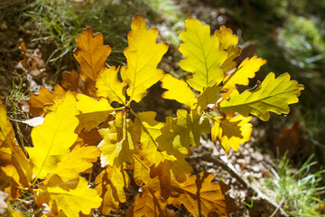 Autumn yellow oak leaves leaves background at sunny day, selective focus.
