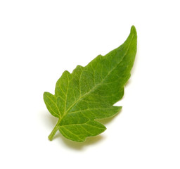 Leaf of cucumber isolated on white background