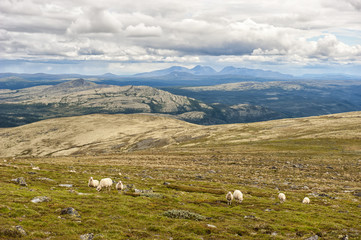 Fototapeta na wymiar Landscape with mountains and sheep, Norway
