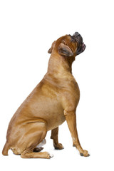 Obraz premium boxer looking away