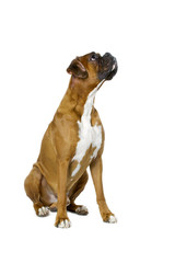 boxer sitting pretty