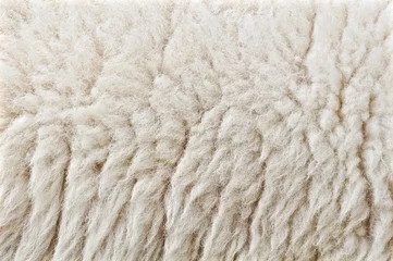 Papier Peint photo autocollant Moutons La laine de moutons closeup background