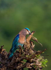 Portrait of a Indian Roller with smooth green background