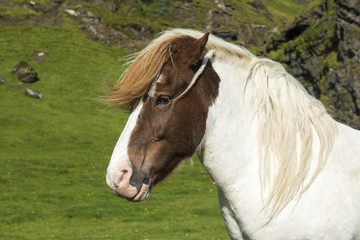 Obraz na płótnie Canvas Icelandic horse on natural background