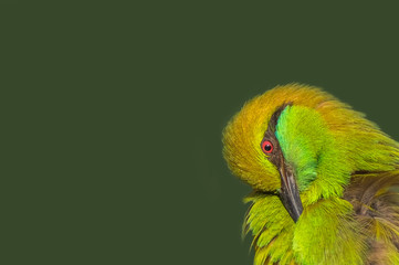 Close up of green bee eater with a nice smooth green background