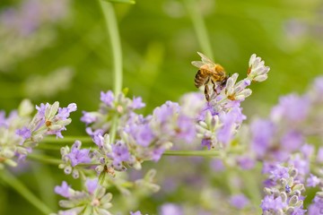 A bee on a lavender twig. Closeup