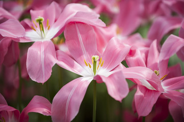 Obraz na płótnie Canvas Pink tulips finishing it's blossom