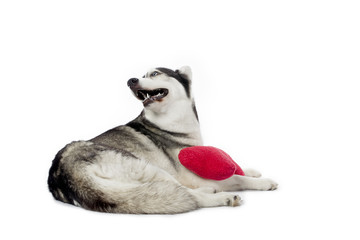 Obraz premium husky with red pillow