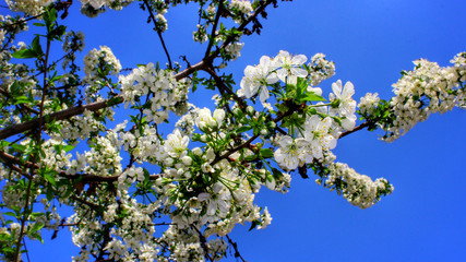 Cherry tree blooms in spring
