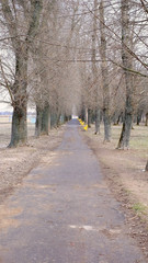 Walk in the park