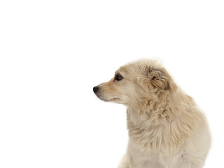 Obraz premium dog looks side ways