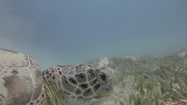 Дайвинг в Красном море близ Египта.Увлекательные погружения с пасущимися крупными зелеными черепахами.