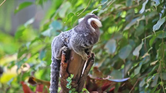 Marmoset monkey on branch