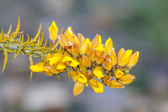 Ulex europaeus. Rama de Tojo con flores.