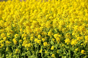 菜の花