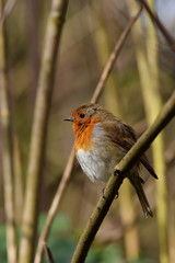 Robin, Erithacus rubecula