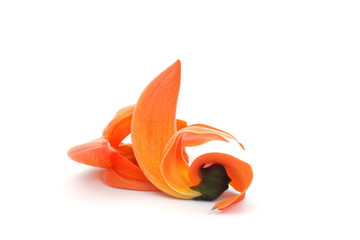 Petals of Bastard Teak Flower on white background.