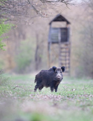 Wild boar in forest