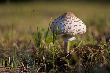 Ядовитый белый мухомор в лесу