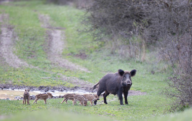 Wild boar with piglets on meadow
